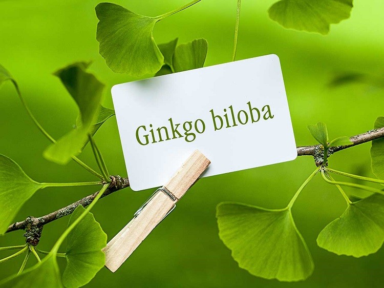 Công dụng của Ginkgo Biloba không phải ai cũng biết