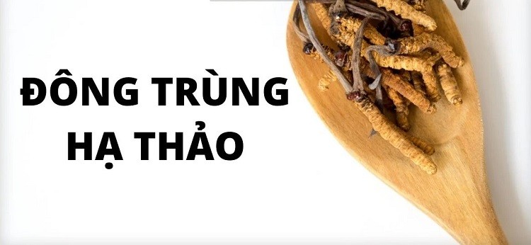 Đông trùng hạ thảo là con gì? Có tác dụng gì
