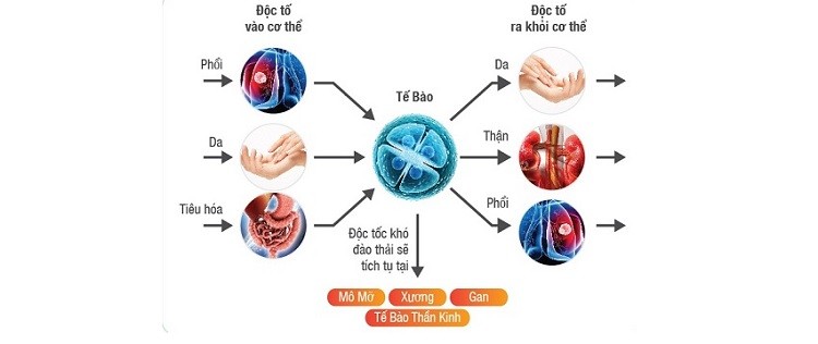 Tảo mặt trời giúp loại bỏ độc tố