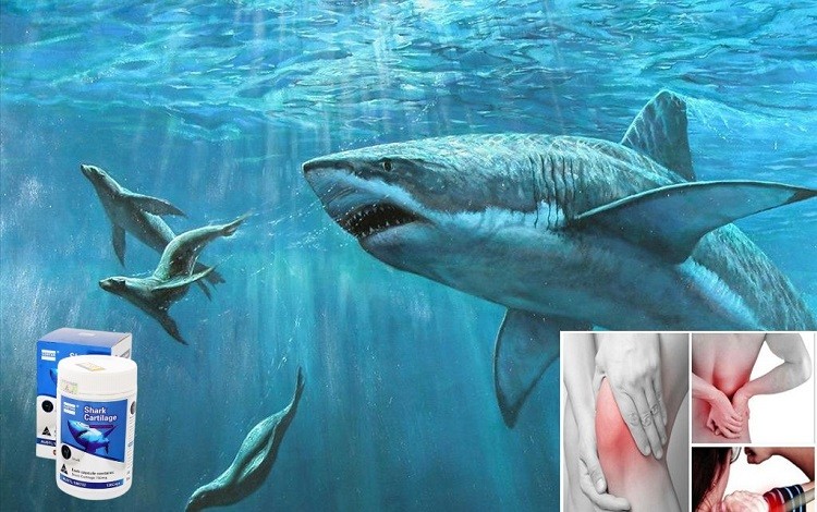 người dùng sụn cá mập Costar Blue Shark Cartilage 750mg