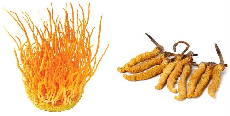 Nước uống đông trùng hạ thảo Well Being Life của Hàn Quốc nước đông trùng hạ thảo well being life, đông trùng hạ thảo well being life, nước uống đông trùng hạ thảo well being life, đông trùng hạ thảo hàn quốc well being life