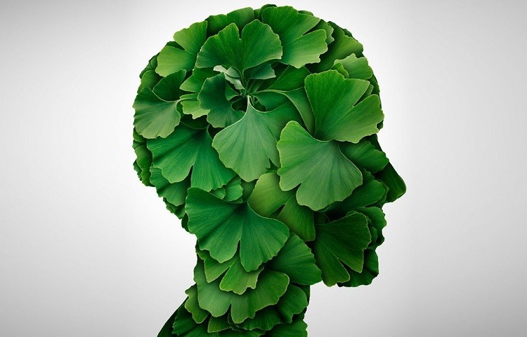 cải thiện trí nhớ