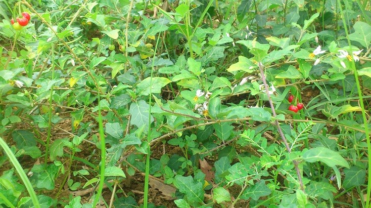 Cà gai leo là thành phần có nhiều trong viên uống Arginin cà gai leo - tỏi đen