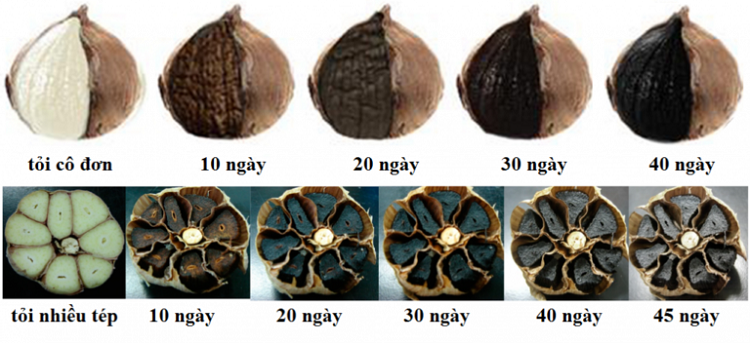 ăn tỏi đen có tốt không, ăn nhiều tỏi đen có tốt không, trẻ em ăn tỏi đen có tốt không, bà bầu ăn tỏi đen có tốt không, mẹ bầu ăn tỏi đen có tốt không, ăn tỏi đen mỗi ngày có tốt không, trẻ con ăn tỏi đen có tốt không, ăn tỏi đen hàng ngày có tốt không, đau dạ dày ăn tỏi đen có tốt không, ăn tỏi đen có tốt cho sức khỏe không, ăn tỏi đen có tốt hay không, ăn tỏi đen có tốt cho gan không, ngày nào cũng ăn tỏi đen có tốt không