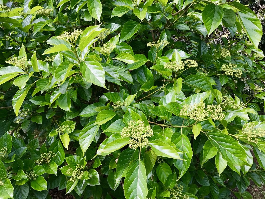 gan nhiễm mỡ độ 2 là gì, gan nhiễm mỡ nhẹ là gì, bệnh gan nhiễm mỡ là gì, gan nhiễm mỡ s3 là gì, gan nhiễm mỡ s1 là gì, gan nhiễm mỡ là bị gì, thuốc gan nhiễm mỡ là gì, gan nhiễm mỡ độ 1 là gì, chỉ số gan nhiễm mỡ là gì, triệu chứng gan nhiễm mỡ là gì, bị gan nhiễm mỡ là gì