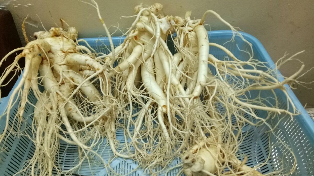 nhân sâm Hàn Quốc Dựa vào rễ sâm