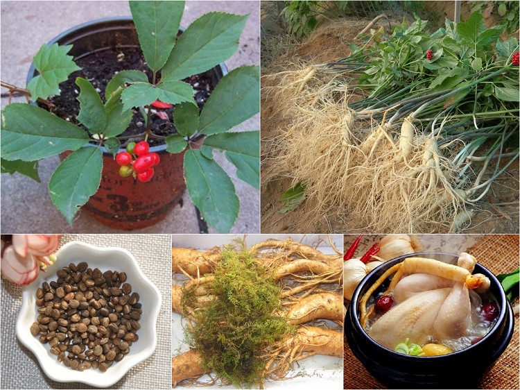 nhân sâm Hàn Quốc Phòng chống bệnh ung thư