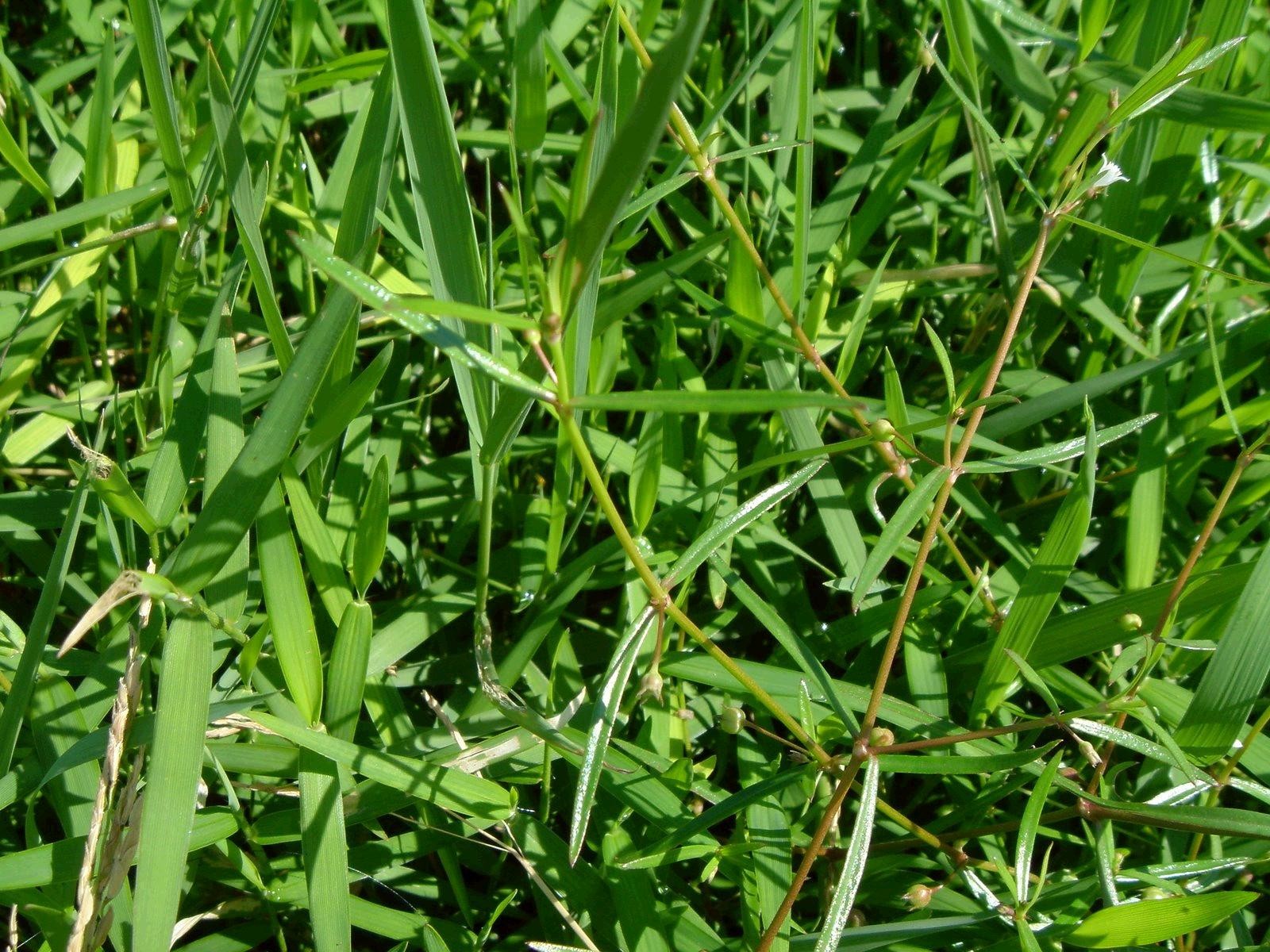 Bạch hoa xà thiệt thảo (lưỡi rắn)