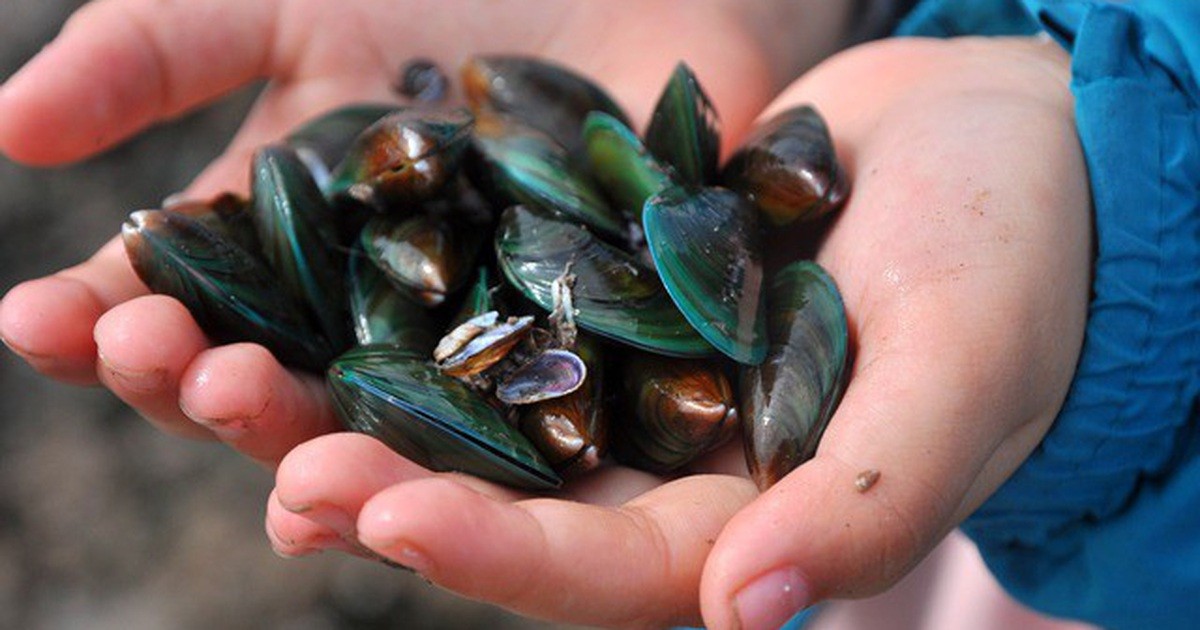 Viên bổ xương khớp vẹm xanh có tốt không viên bổ xương khớp vẹm xanh, đau nhức xương khớp, bổ xương khớp, thuốc bổ xương khớp, viên bổ xương khớp vẹm xanh, Viên uống Green Lipped Mussel 500ml, viên bổ xương khớp