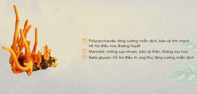 Đông trùng hạ thảo Thiên Phúc có tốt không đông trùng hạ thảo Thiên Phúc có tốt không, cách dùng đông trùng hạ thảo Thiên Phúc, đông trùng hạ thảo Thiên Phúc hà nội, đông trùng hạ thảo Thiên Phúc giá bao nhiêu, đại lý đông trùng hạ thảo Thiên Phúc, đông trùng hạ thảo Thiên Phúc bán ở đâu