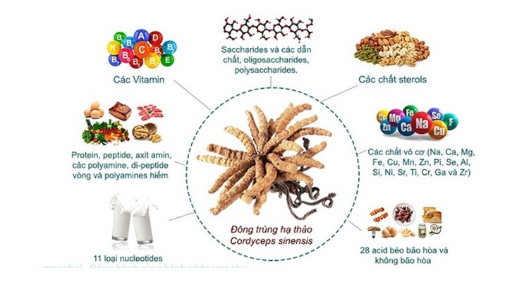 Đông trùng hạ thảo Thiên Phúc có tốt không đông trùng hạ thảo Thiên Phúc có tốt không, cách dùng đông trùng hạ thảo Thiên Phúc, đông trùng hạ thảo Thiên Phúc hà nội, đông trùng hạ thảo Thiên Phúc giá bao nhiêu, đại lý đông trùng hạ thảo Thiên Phúc, đông trùng hạ thảo Thiên Phúc bán ở đâu