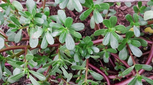 cách trị tiêu chảy cho trẻ sơ sinh, cách trị tiêu chảy cho bé tại nhà, cách trị tiêu chảy ở trẻ sơ sinh, cách điều trị tiêu chảy cho trẻ sơ sinh, cách trị trẻ sơ sinh bị tiêu chảy, mẹo trị tiêu chảy cho trẻ sơ sinh, cách trị tiêu chảy cho bé sơ sinh