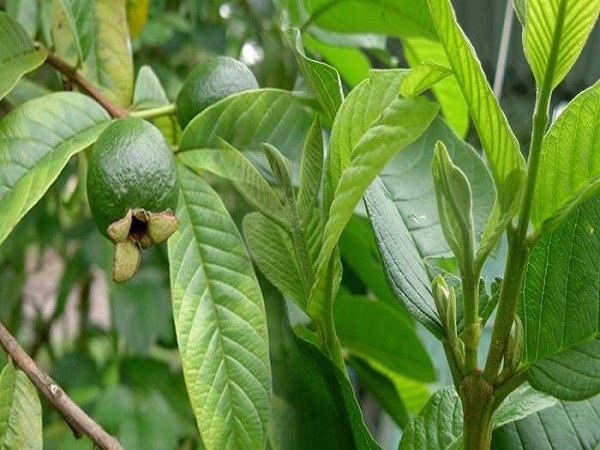 lá tắm chữa viêm da cơ địa, viêm da cơ địa tắm lá gì, lá chữa viêm da cơ địa, tắm lá trầu không trị viêm da cơ địa, viêm da tắm lá gì, bị viêm da cơ địa tắm lá gì, tắm lá khế chữa viêm da cơ địa