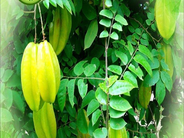 lá tắm chữa viêm da cơ địa, viêm da cơ địa tắm lá gì, lá chữa viêm da cơ địa, tắm lá trầu không trị viêm da cơ địa, viêm da tắm lá gì, bị viêm da cơ địa tắm lá gì, tắm lá khế chữa viêm da cơ địa